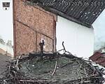 Capi_Dubne_20250327_062003.jpg