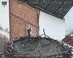 Capi_Dubne_20250327_063003.jpg