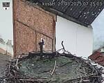 Capi_Dubne_20250327_072503.jpg