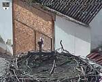 Capi_Dubne_20250327_145003.jpg