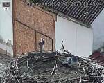 Capi_Dubne_20250327_154504.jpg