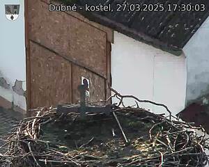 Capi_Dubne_20250327_173003.jpg (1350 x 1080)