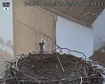 Capi_Dubne_20250327_180003.jpg