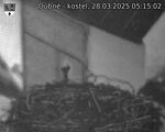 Capi_Dubne_20250328_051502.jpg