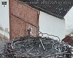 Capi_Dubne_20250328_054502.jpg