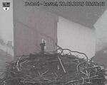 Capi_Dubne_20250328_055503.jpg