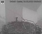 Capi_Dubne_20250328_060002.jpg