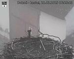 Capi_Dubne_20250328_062503.jpg