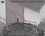 Capi_Dubne_20250328_063502.jpg
