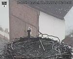 Capi_Dubne_20250328_064003.jpg