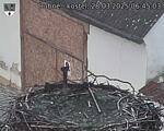 Capi_Dubne_20250328_064503.jpg