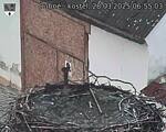 Capi_Dubne_20250328_065503.jpg