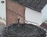 Capi_Dubne_20250328_070503.jpg