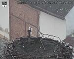 Capi_Dubne_20250328_072003.jpg