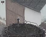 Capi_Dubne_20250328_072502.jpg
