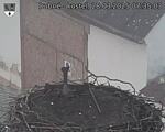 Capi_Dubne_20250328_073503.jpg