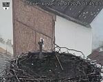 Capi_Dubne_20250328_074503.jpg