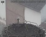 Capi_Dubne_20250328_075003.jpg