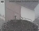 Capi_Dubne_20250328_075502.jpg