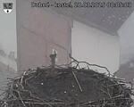 Capi_Dubne_20250328_080503.jpg