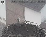 Capi_Dubne_20250328_082003.jpg