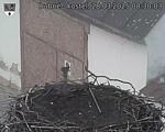 Capi_Dubne_20250328_083003.jpg
