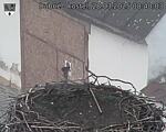 Capi_Dubne_20250328_084003.jpg