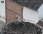 Capi_Dubne_20250328_085003.jpg