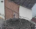 Capi_Dubne_20250328_085503.jpg