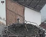 Capi_Dubne_20250328_090503.jpg
