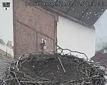Capi_Dubne_20250328_091003.jpg