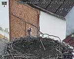 Capi_Dubne_20250328_095503.jpg