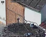 Capi_Dubne_20250328_110502.jpg