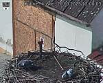 Capi_Dubne_20250328_120003.jpg