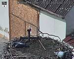 Capi_Dubne_20250328_120503.jpg