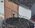 Capi_Dubne_20250328_121002.jpg