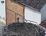 Capi_Dubne_20250328_125002.jpg
