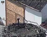 Capi_Dubne_20250328_142002.jpg