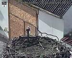 Capi_Dubne_20250328_150003.jpg