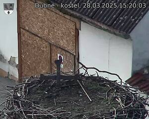 Capi_Dubne_20250328_152003.jpg (1350 x 1080)