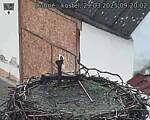 Capi_Dubne_20250329_092002.jpg