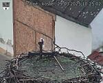 Capi_Dubne_20250329_102502.jpg