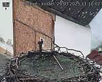 Capi_Dubne_20250329_111002.jpg