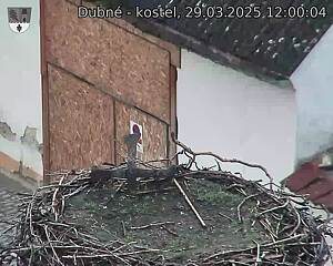 Capi_Dubne_20250329_120004.jpg (1350 x 1080)