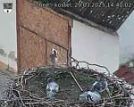 Capi_Dubne_20250329_144002.jpg