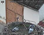 Capi_Dubne_20250329_144503.jpg