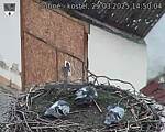Capi_Dubne_20250329_145004.jpg