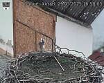 Capi_Dubne_20250329_165003.jpg
