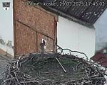 Capi_Dubne_20250329_174502.jpg
