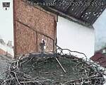 Capi_Dubne_20250329_182504.jpg
